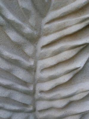 detail fern leaf
